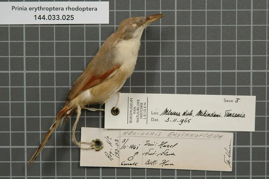 The Red-winged prinia card
