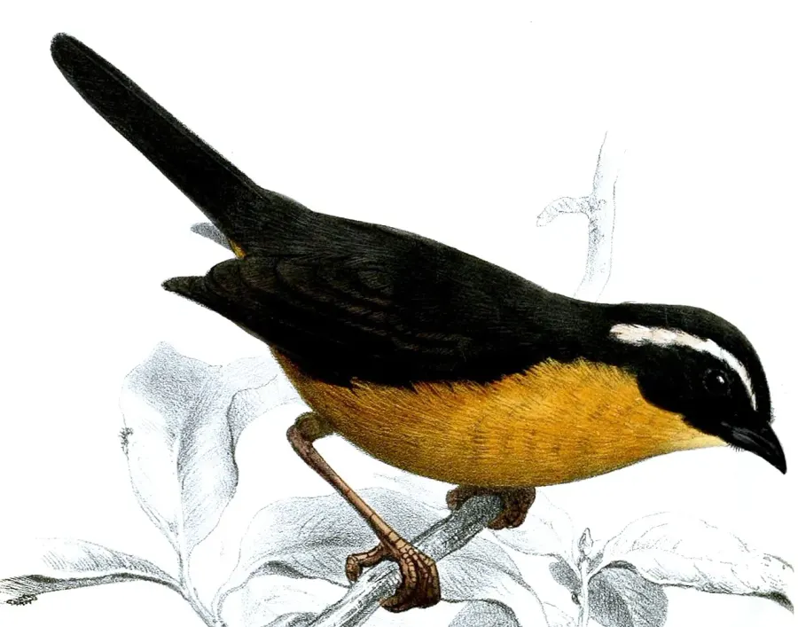 The Slaty-backed hemispingus card