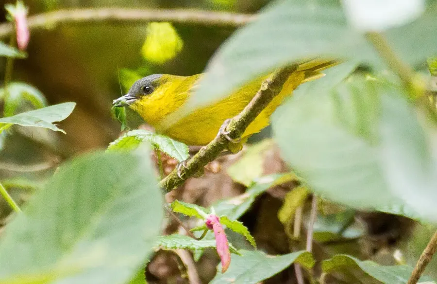 The Grey-capped hemispingus card