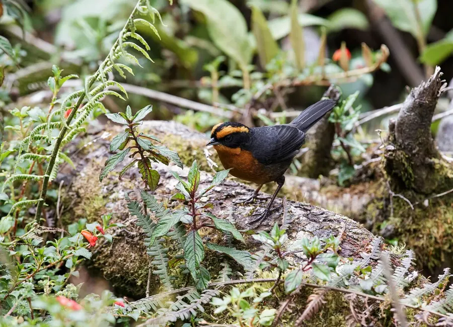 The Rufous-browed hemispingus card