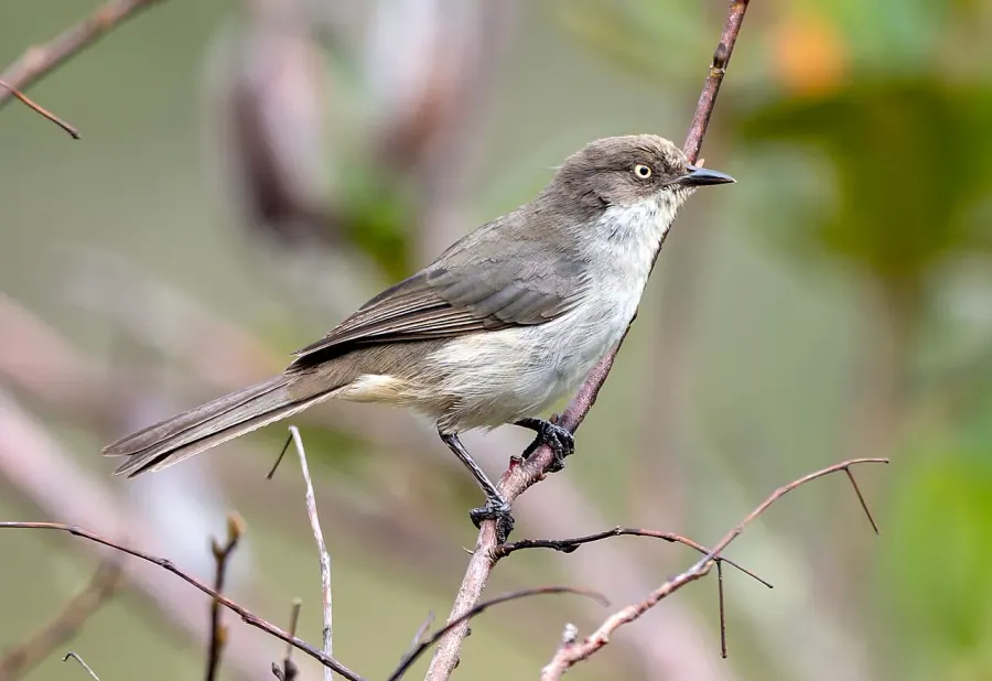 The Drab hemispingus card