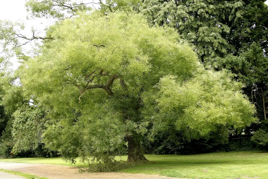 La carte Styphnolobium japonicum