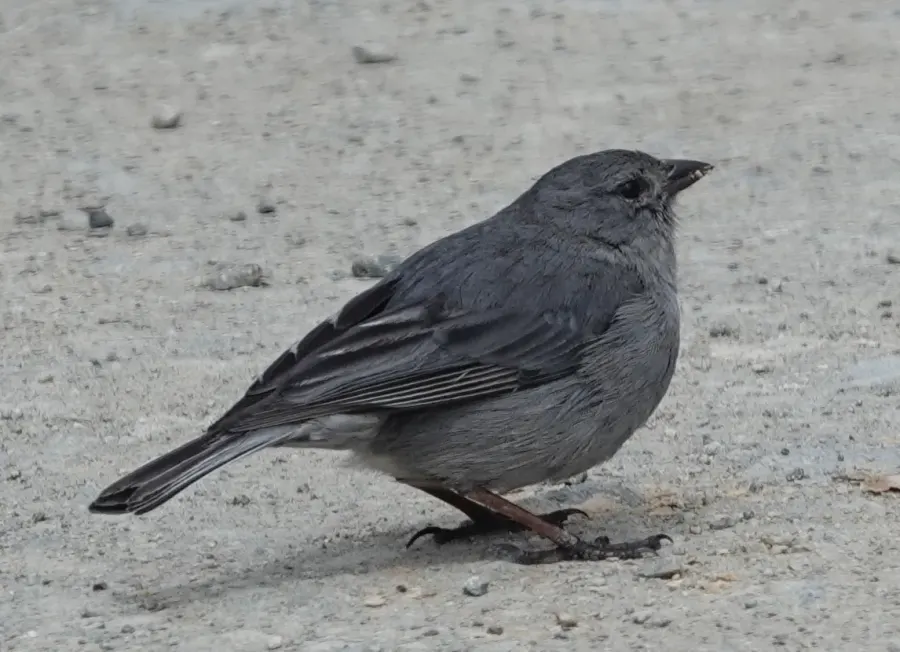 The Plumbeous sierra finch card