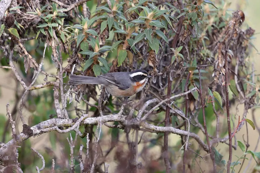 The Plain-tailed warbling finch card