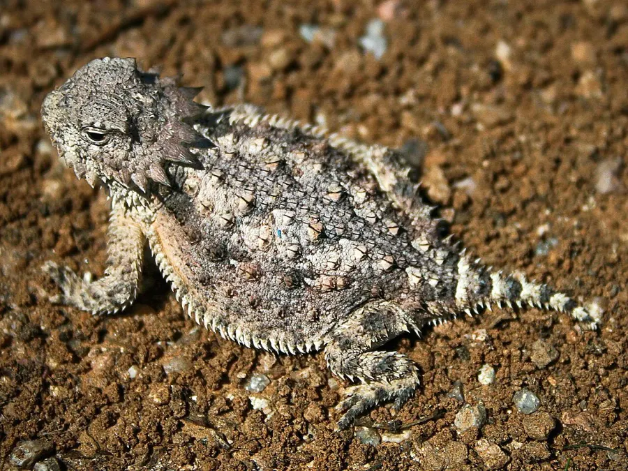 La carte Phrynosoma