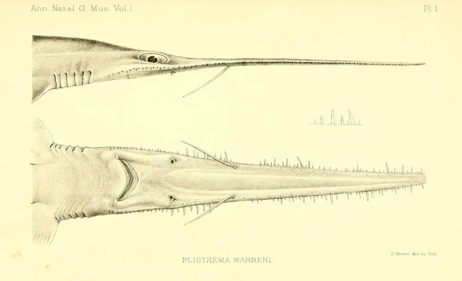 The Sixgill sawshark card