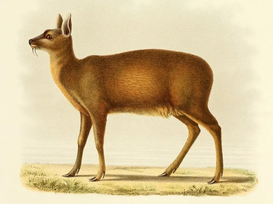 La carte Porte-musc alpin