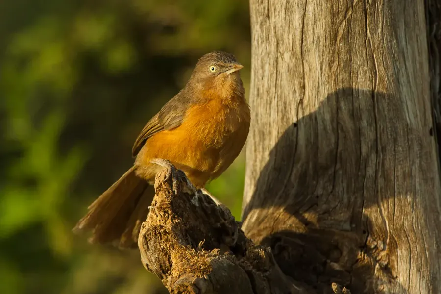 The Rufous chatterer card
