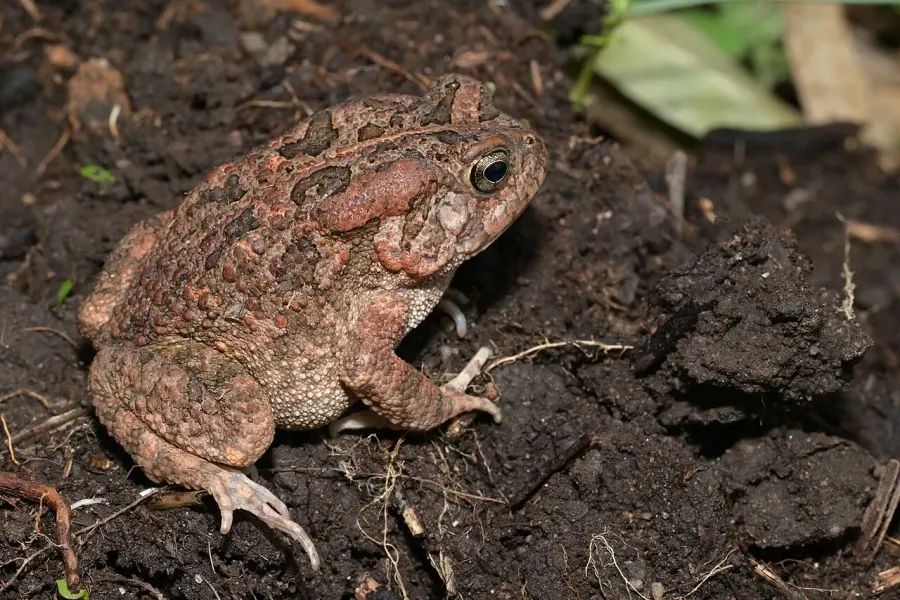 La carte Crapaud guttural