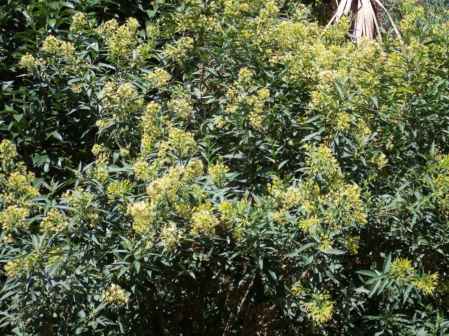 The Cestrum parqui card