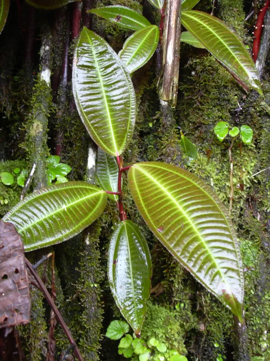 The Miconia card
