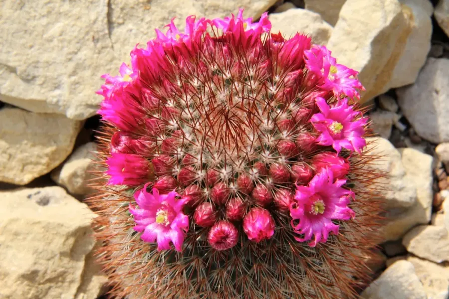 The Mammillaria spinosissima card