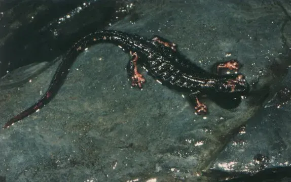 La carte Salamandrina perspicillata