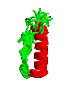 La carte Peptide YY