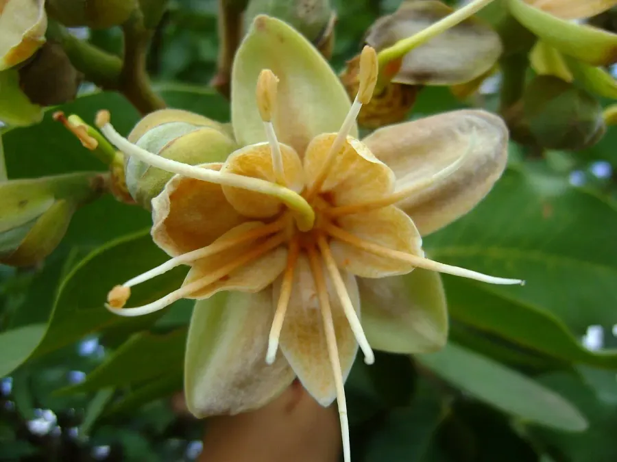 La carte Hymenaea