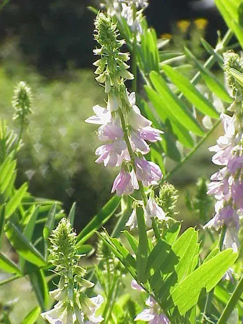La carte Bioprospection