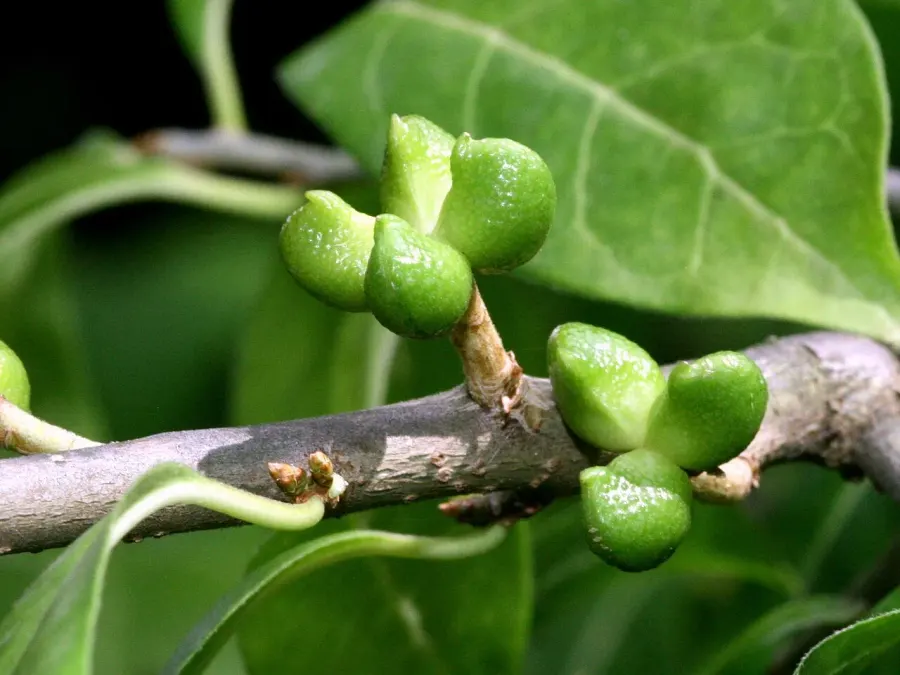 La carte Orixa japonica