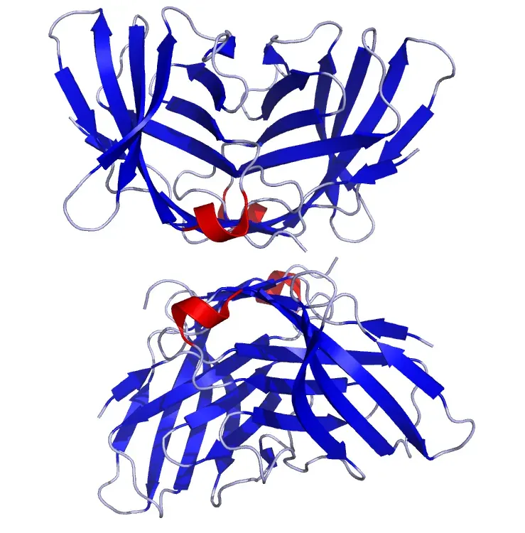 The Cytotoxic T-lymphocyte associated protein 4 card