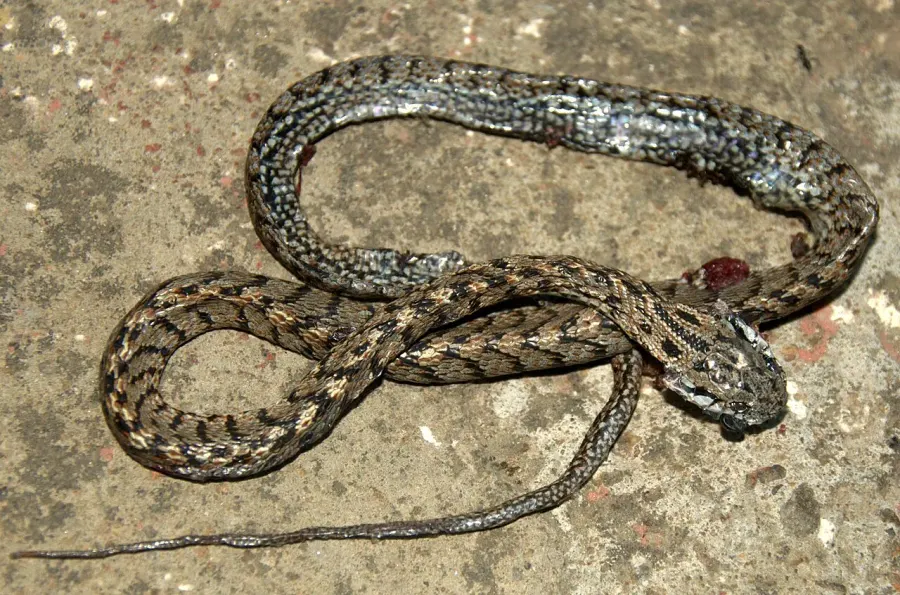 The Many-banded tree snake card