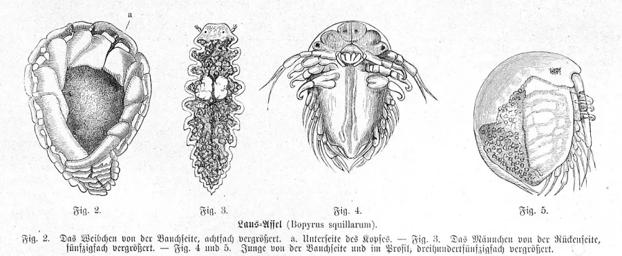 The Bopyridae card