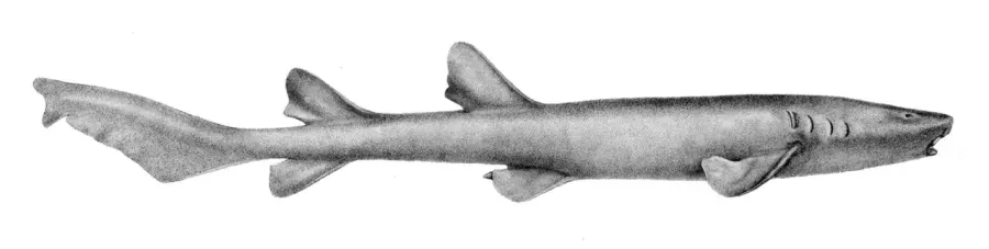 The Short-tail nurse shark card
