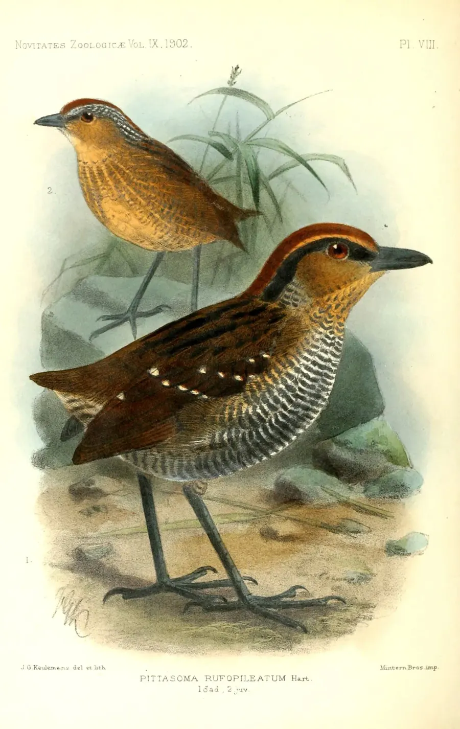 The Rufous-crowned antpitta card