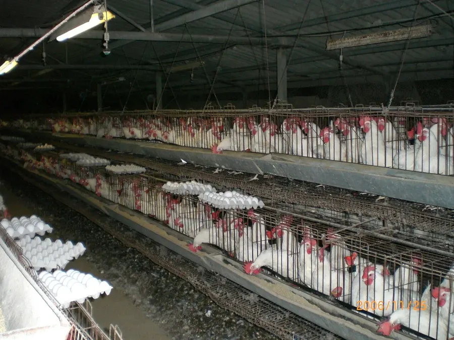 The Battery cage card