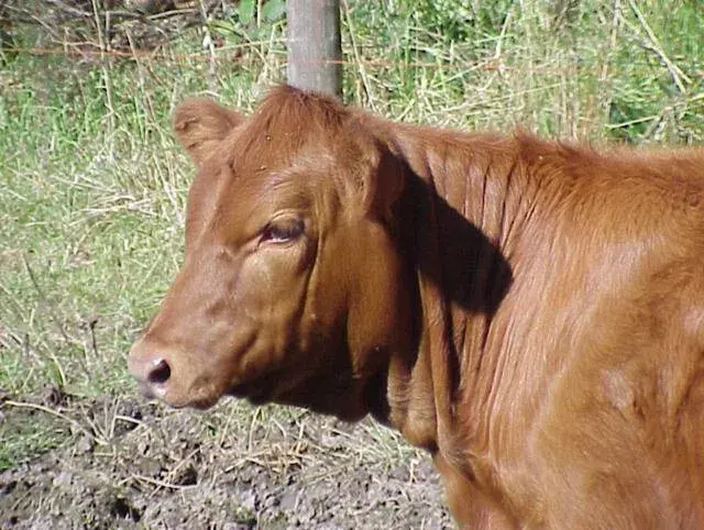 The Red heifer card