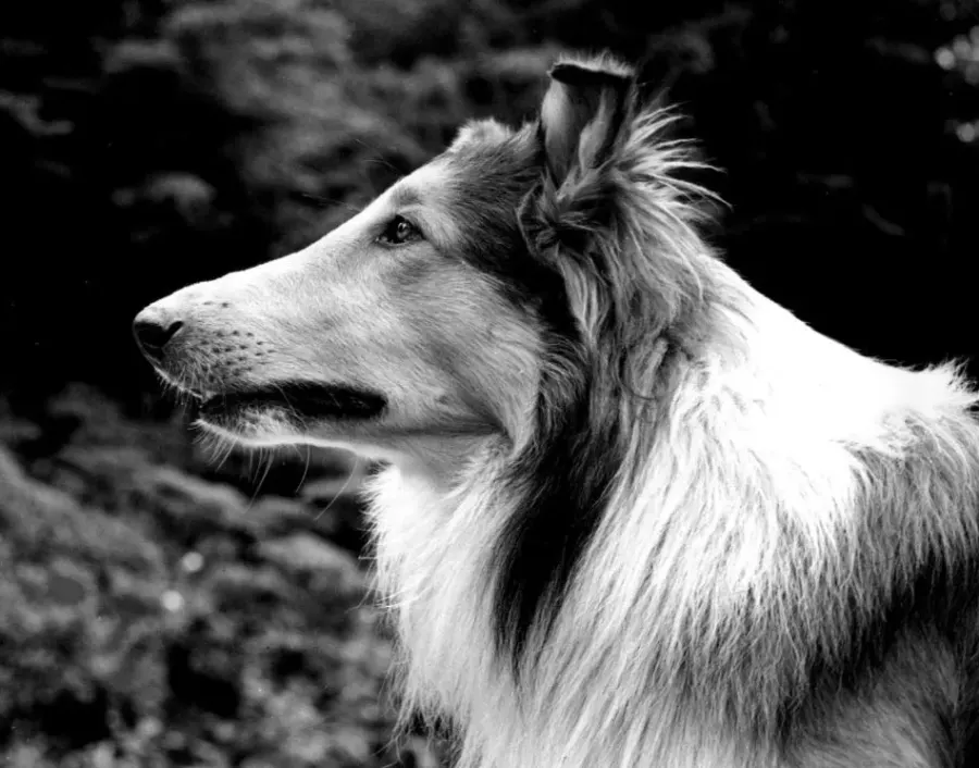 La carte Lassie, chien fidèle