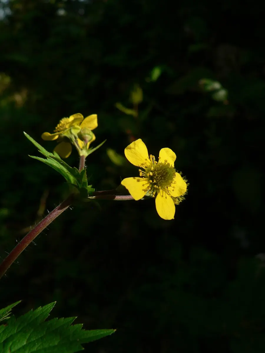 La carte Geum macrophyllum