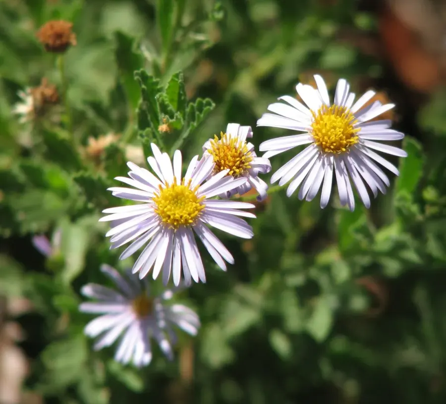 La carte Olearia