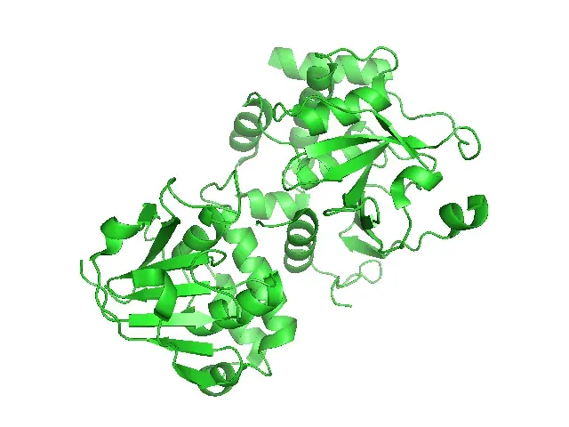 The RNA-dependent RNA polymerase card