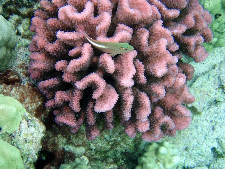 La carte Pocillopora