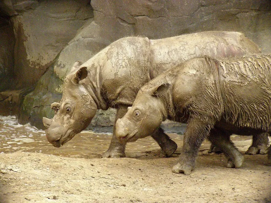 The Sumatran rhinoceros card