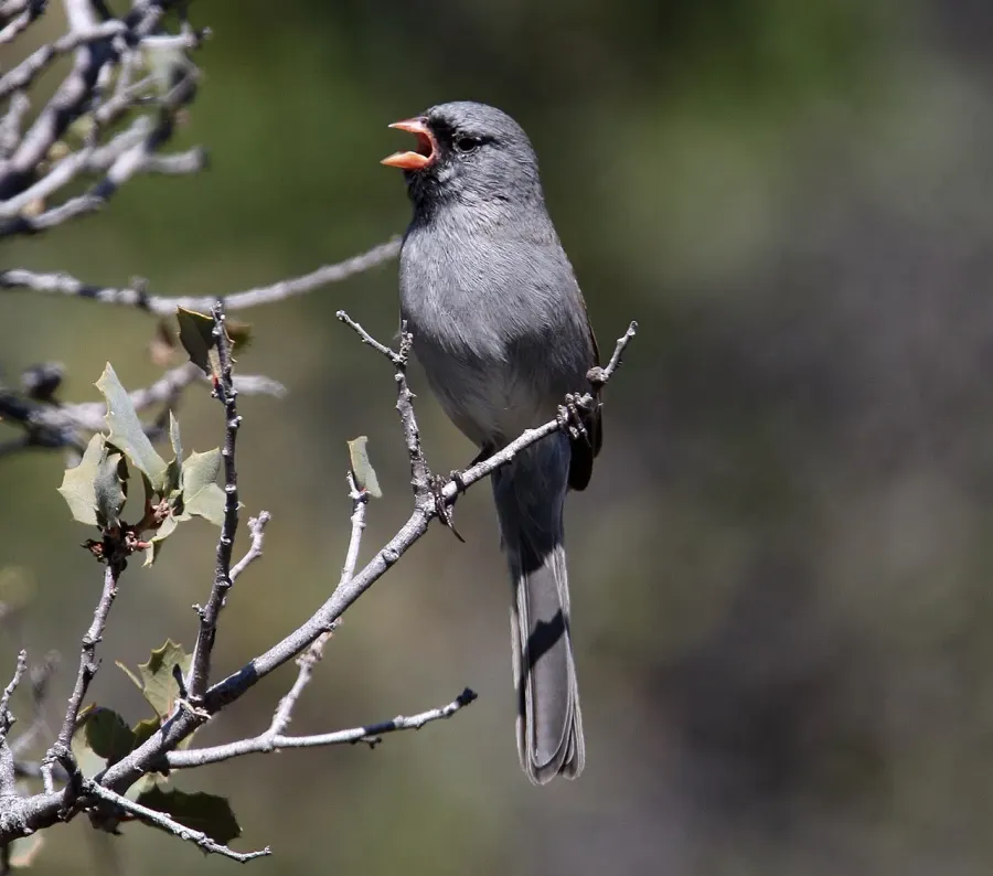 The Black-chinned sparrow card