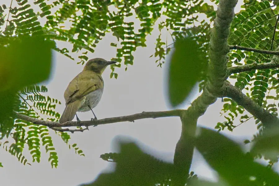La carte Bulbul de Falkenstein