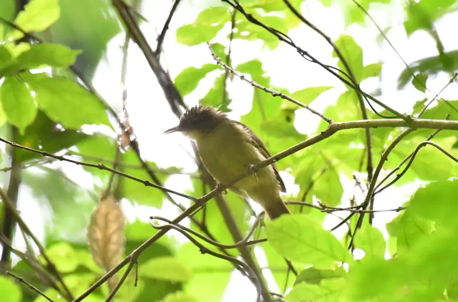 La carte Bulbul ictérin