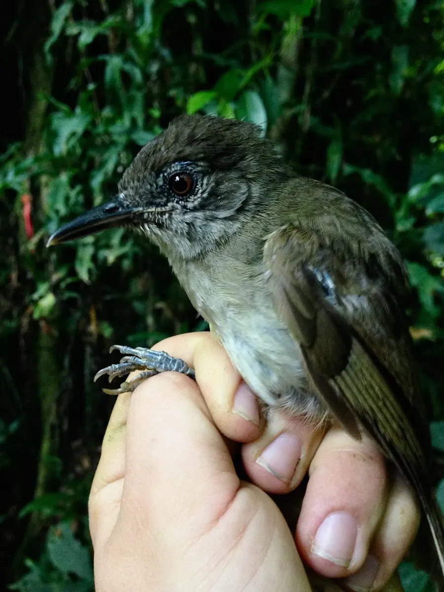 La carte Bulbul olivâtre