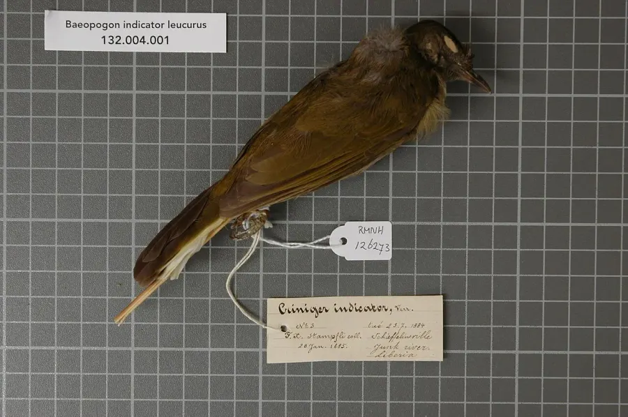 The Honeyguide greenbul card