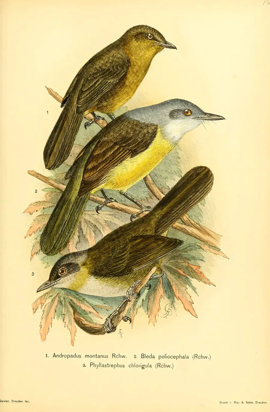 The Grey-headed greenbul card