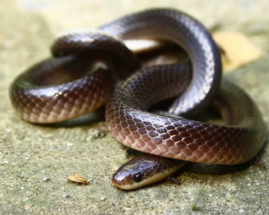 The Lesser black krait card