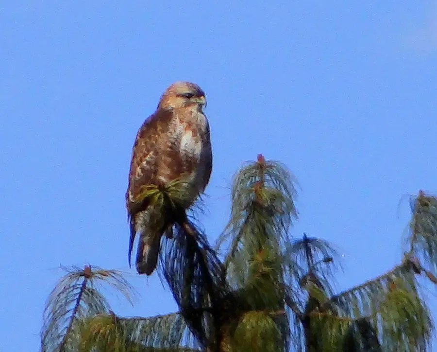 The Himalayan buzzard card