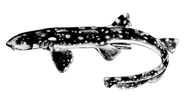 The Slender bamboo shark card