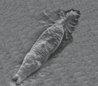 La carte Gyrodactylus salaris