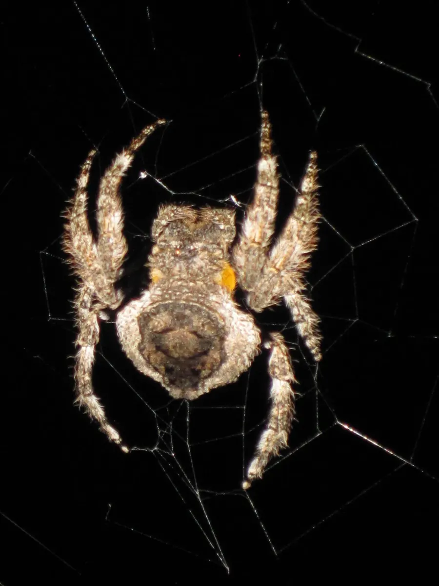 La carte Caerostris