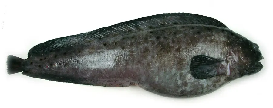 The Northern wolffish card