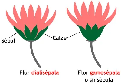 La carte Calice