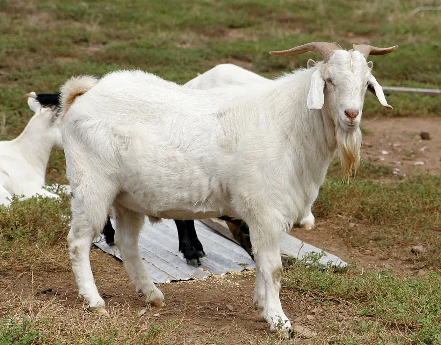 La carte Chèvre