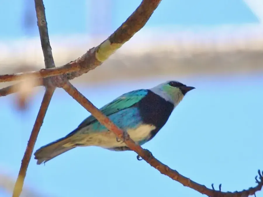 The Masked tanager card