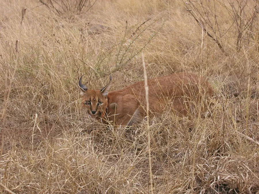 La carte Caracal